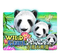 DEMO WILD GIANT PANDA
